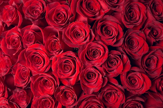 Hermoso fondo de rosas rojas