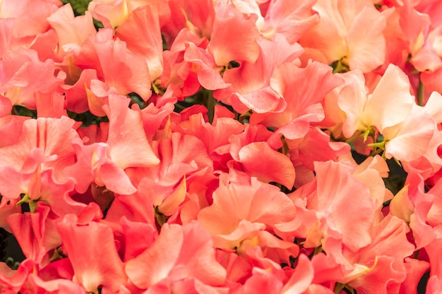 Un hermoso fondo de Sweet pea en plena floración