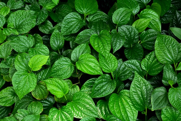 Hermoso fondo de textura de hojas de betel verde