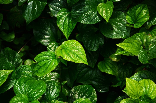 Hermoso fondo de textura de hojas de betel verde