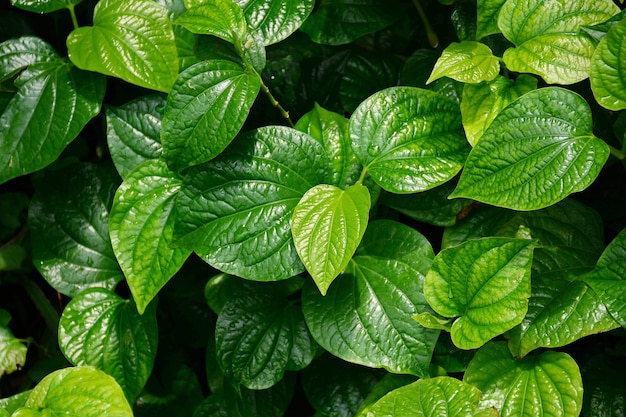 Hermoso fondo de textura de hojas de betel verde