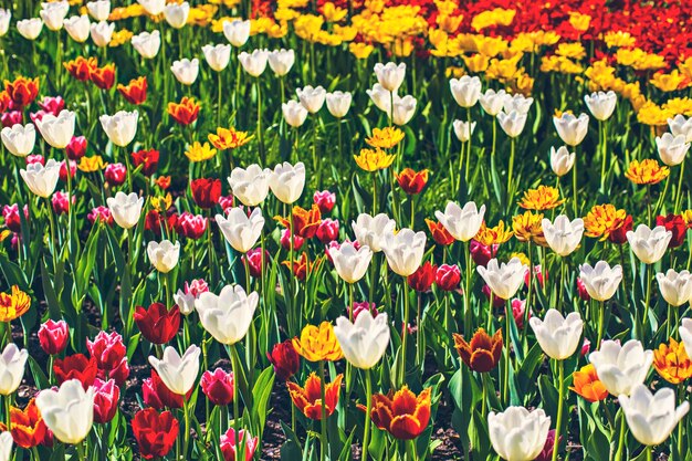 Hermoso fondo de tulipanes rosas con enfoque selectivo. Fondo de flores de primavera. campo de tulipanes