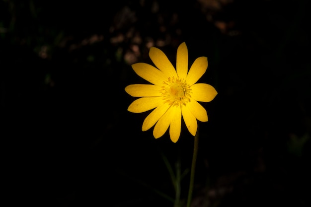 Hermoso fondo de verano con flores de margarita