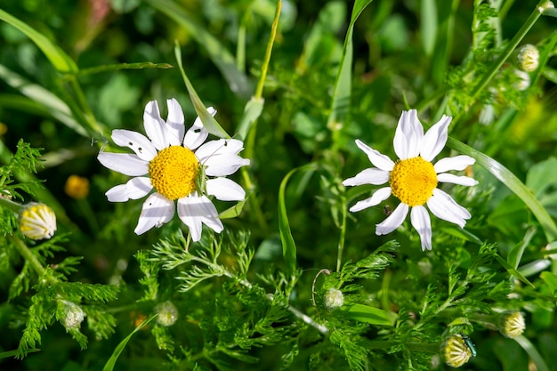 Hermoso fondo de verano con flores de margarita