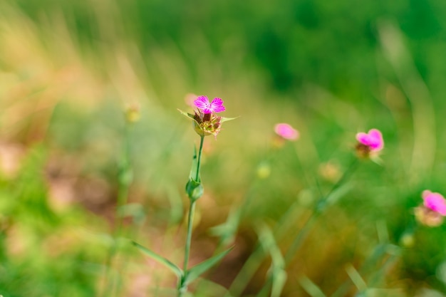 Hermoso fondo de verano con flores silvestres