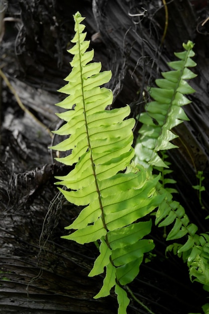 un hermoso fondo verde de helecho adiantum