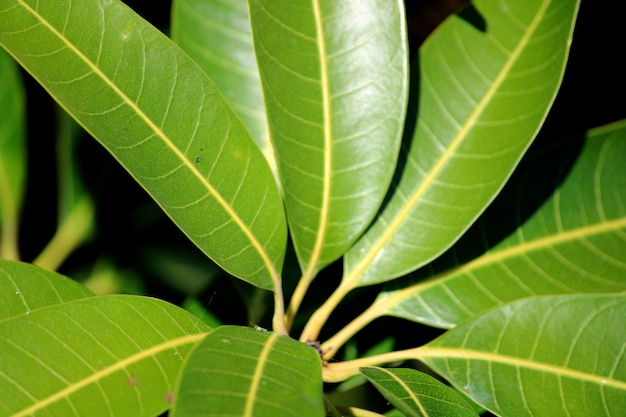 Un hermoso fondo verde de hojas de mango.