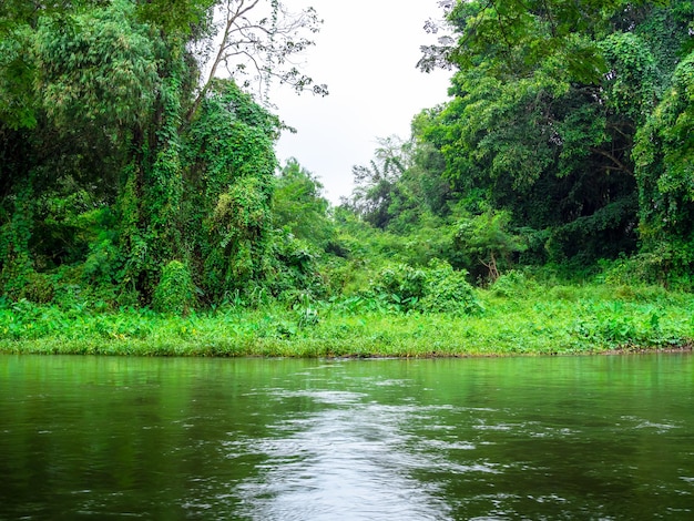 Hermoso fondo verde de la naturaleza con árboles en la selva tropical y el río corriente Vista de la jungla fondos de lugar natural relajantes y tranquilos y pacíficos