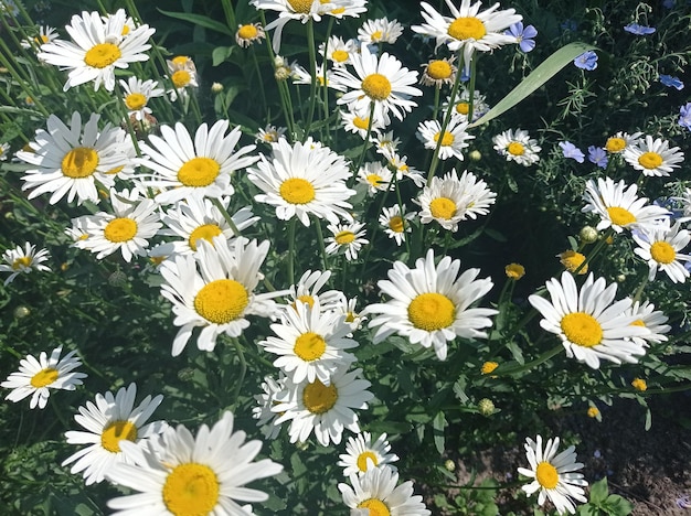 hermoso, fresco, blanco, flores, margaritas, oscuro, verde, hierba, naturaleza, fondo, belleza, al aire libre