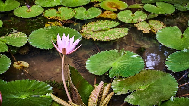 Hermoso y fresco primer plano de flor de loto