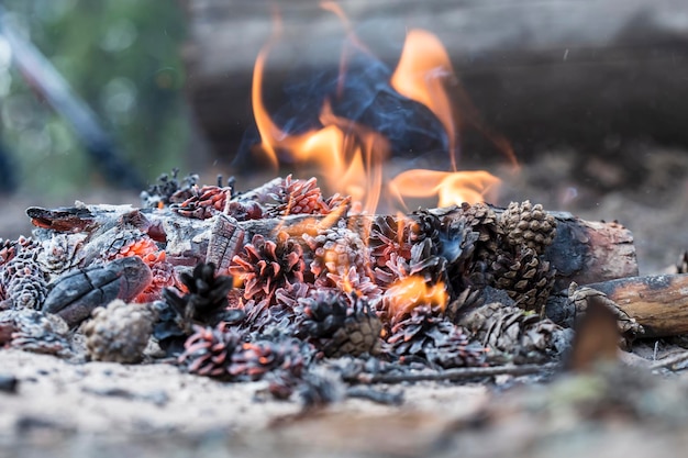 Hermoso fuego de madera y piñas con una pequeña llama