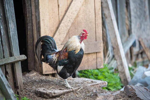 Hermoso gallo abigarrado camina por el patio en el pueblo