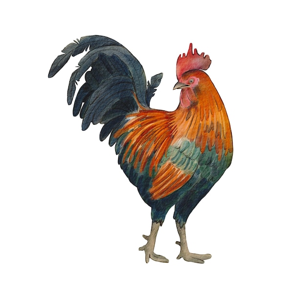 Hermoso gallo aislado en un fondo blanco Ilustración acuarela de aves de corral Animal de granja Un gallo brillante y colorido Cría de aves Adecuado para el diseño de envases alimentos de menú ecológico para granjeros