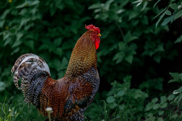 un hermoso gallo camina sobre un fondo de hierba verde Mantenimiento y cuidado de pollos en la fa