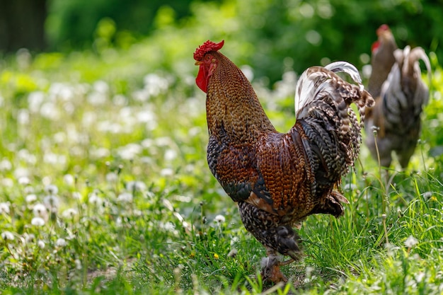 un hermoso gallo camina sobre un fondo de hierba verde Mantenimiento y cuidado de pollos en la fa