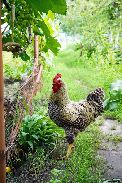 Hermoso gallo caminando en el jardín entre los árboles