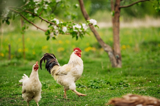 Hermoso gallo caminando sobre la hierba en un pueblo o una granja