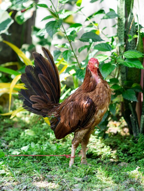 Foto un hermoso gallo en el campo verde.