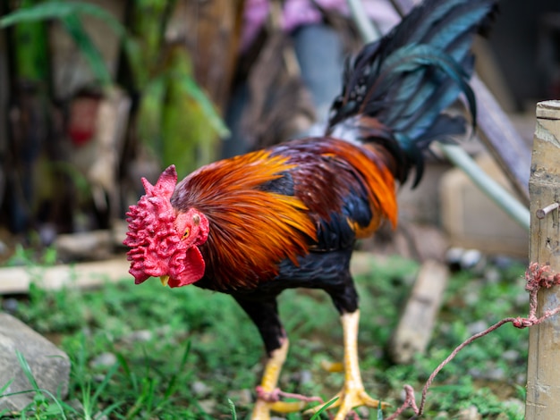 Un hermoso gallo en el campo verde.