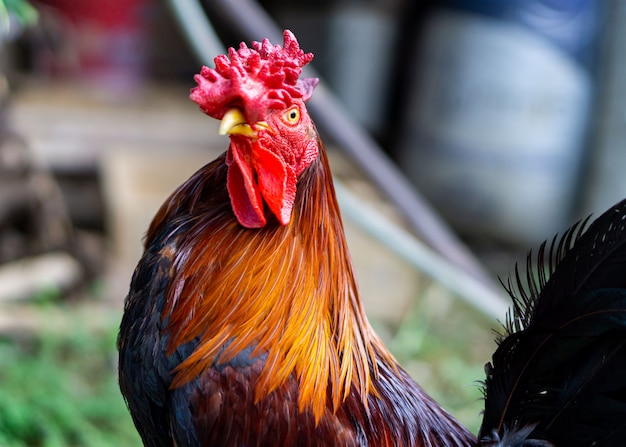 Un hermoso gallo en el campo verde.