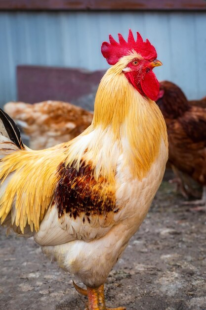 Hermoso gallo en el campo