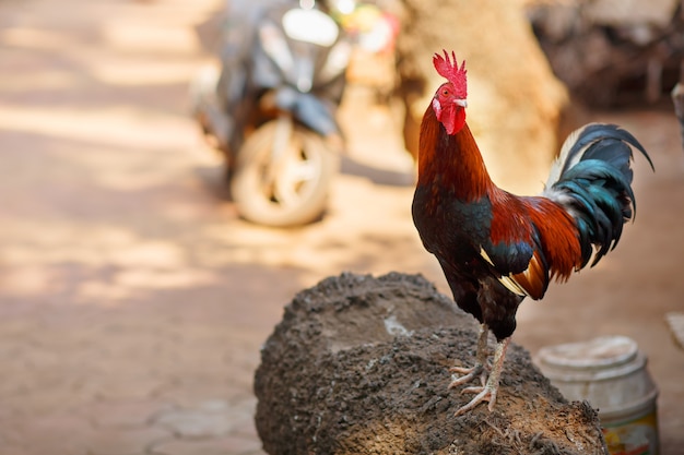 Hermoso gallo con una cresta roja. Plumas multicolores. Grita cuervos