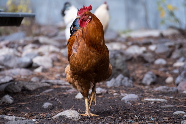 Hermoso gallo en el fondo de la naturaleza