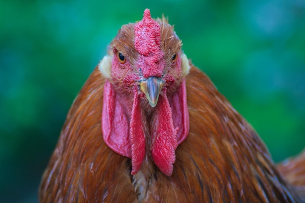 Hermoso gallo en el fondo de la naturaleza