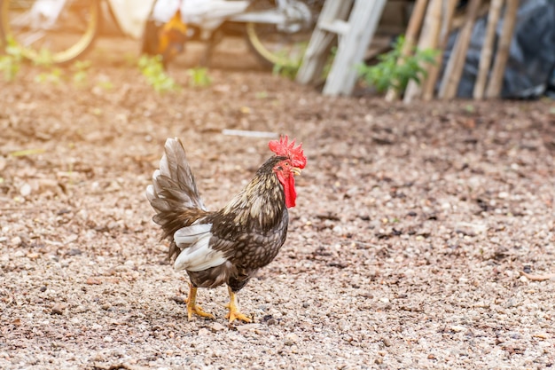 Hermoso gallo y gallina en el fondo de la naturaleza