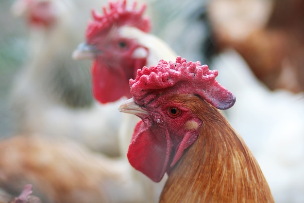 Hermoso gallo en el gallinero. Ave doméstica Granja