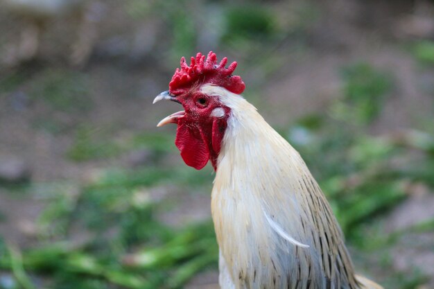 Hermoso gallo en el gallinero. Ave doméstica Granja