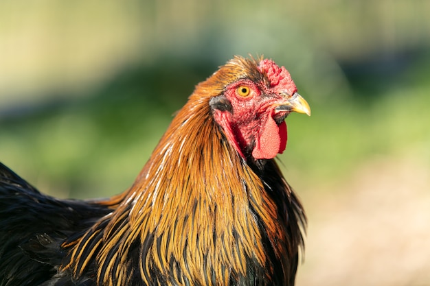 Hermoso gallo marrón y negro al aire libre