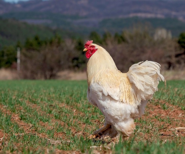 hermoso gallo orgulloso camina por el campo sobre la hierba verde