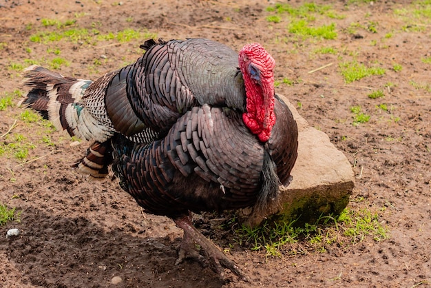 El hermoso gallo de pavo adulto multicolor en el patio de la granja