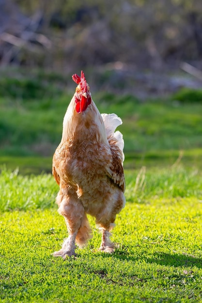 Hermoso gallo de pie sobre la hierba en la naturaleza borrosa backgroundrooster verde va a cantar