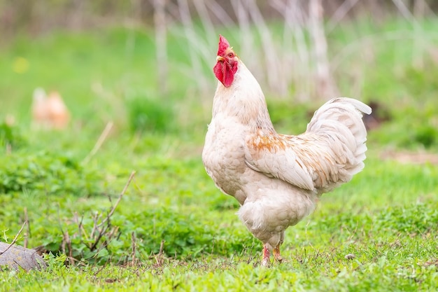 Hermoso gallo de pie sobre la hierba en la naturaleza borrosa backgroundrooster verde va a crowx9