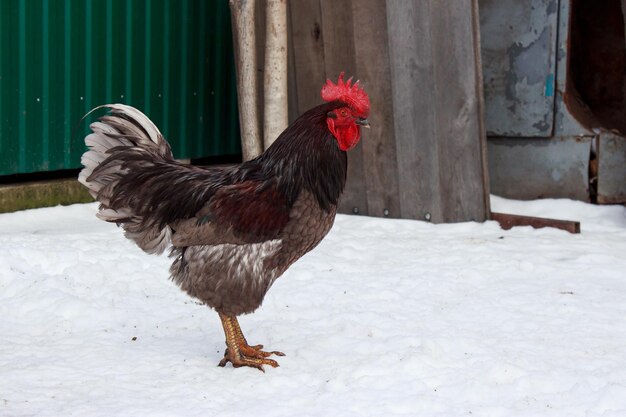 el hermoso gallo