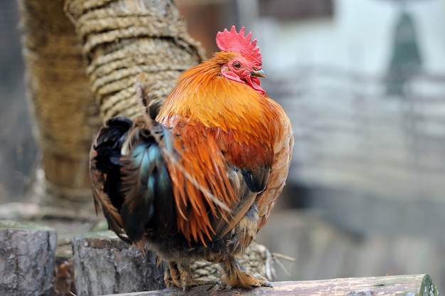 Hermoso gallo