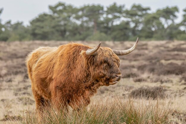 Hermoso ganado de vaca Highland (Bos taurus taurus) pastando en el campo.