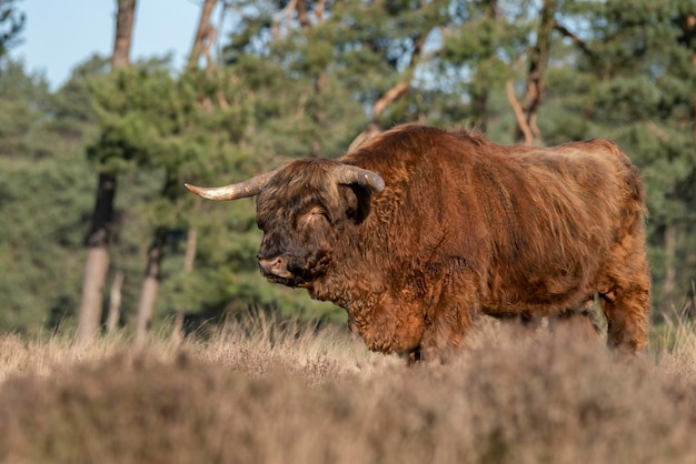 Hermoso ganado de vaca Highland (Bos taurus taurus) pastando en el campo.