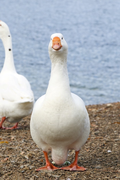 Un hermoso ganso blanco se encuentra junto al agua. Primer plano de pájaro. Goose mira directamente al marco. Pico naranja.