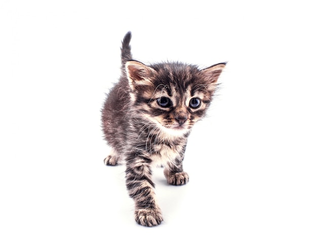 Hermoso gatito atigrado esponjoso con grandes ojos aislados
