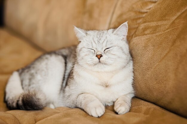 El hermoso gatito blanco escocés está acostado en el sofá descansando