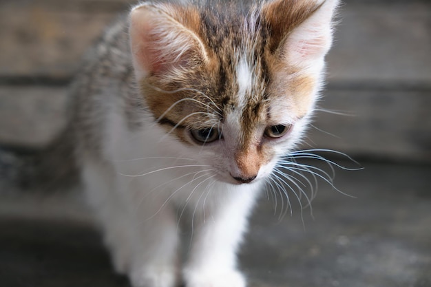 Hermoso gatito blanco gris, pequeño. Ayuda a los animales.