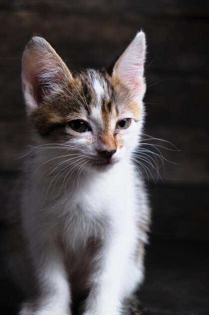 Hermoso gatito blanco gris, pequeño. Ayuda a los animales.