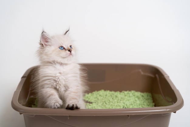 Un hermoso gatito blanco de la raza británica está sentado en el baño de gatos enseñando al gatito a