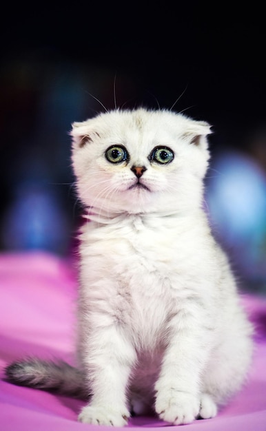 hermoso gatito blanco