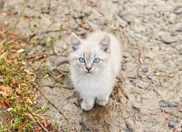 Hermoso gatito gris con ojos azules. mascota. refugio de animales. gato abandonado. gatito callejero triste en la calle después de la lluvia. concepto de protección de animales sin hogar.