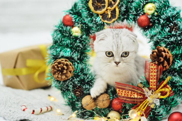 Hermoso gatito gris de la raza Scottish Fold se ve fuera de una corona de Navidad con el telón de fondo de regalos, juguetes para árboles de Navidad y una pared blanca.