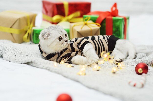 Hermoso gatito gris de la raza Scottish Fold yace sobre una manta tejida con el telón de fondo de regalos, juguetes para árboles de Navidad y luces de Navidad